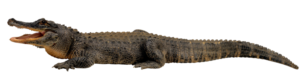 Real Crocodile Png