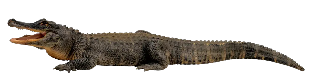 Real Crocodile Png