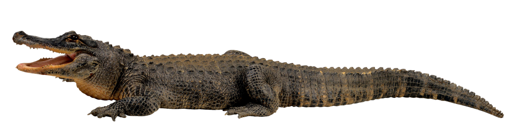 Crocodile PNG Transparent Images Free Download - Pngfre