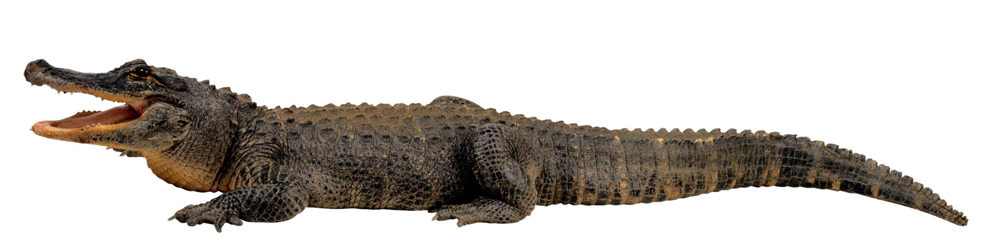 Crocodile-9