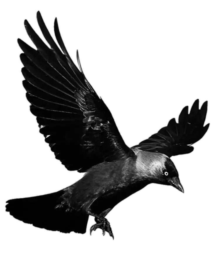 Crow Png Image