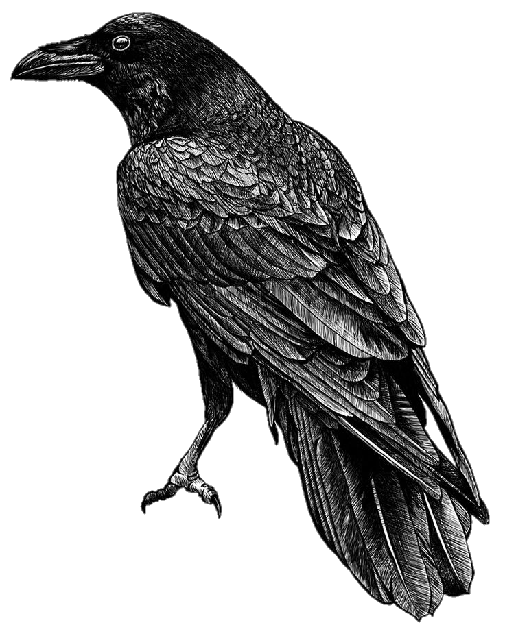 Crow Sketch png 