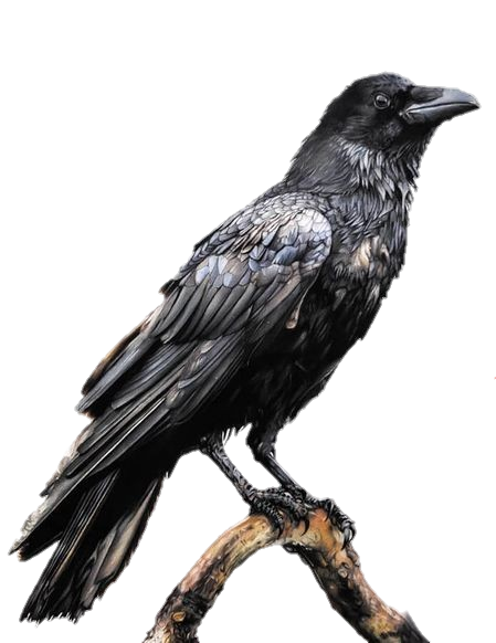 Transparent Crow Png