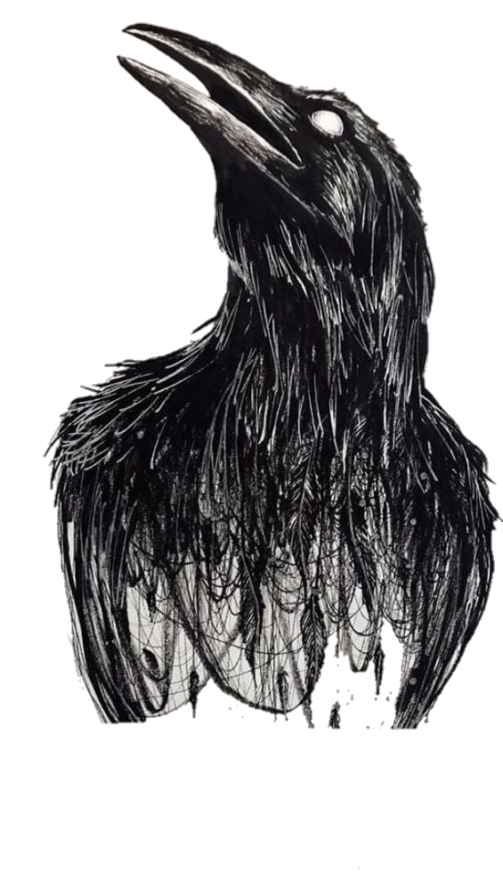 Crow Sketch png 