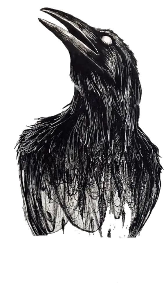 Crow Sketch png 