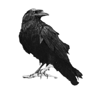 Crow PNG Transparent Images Free Download - Pngfre