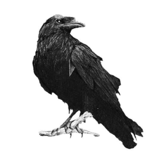 Crow PNG Transparent Images Free Download - Pngfre