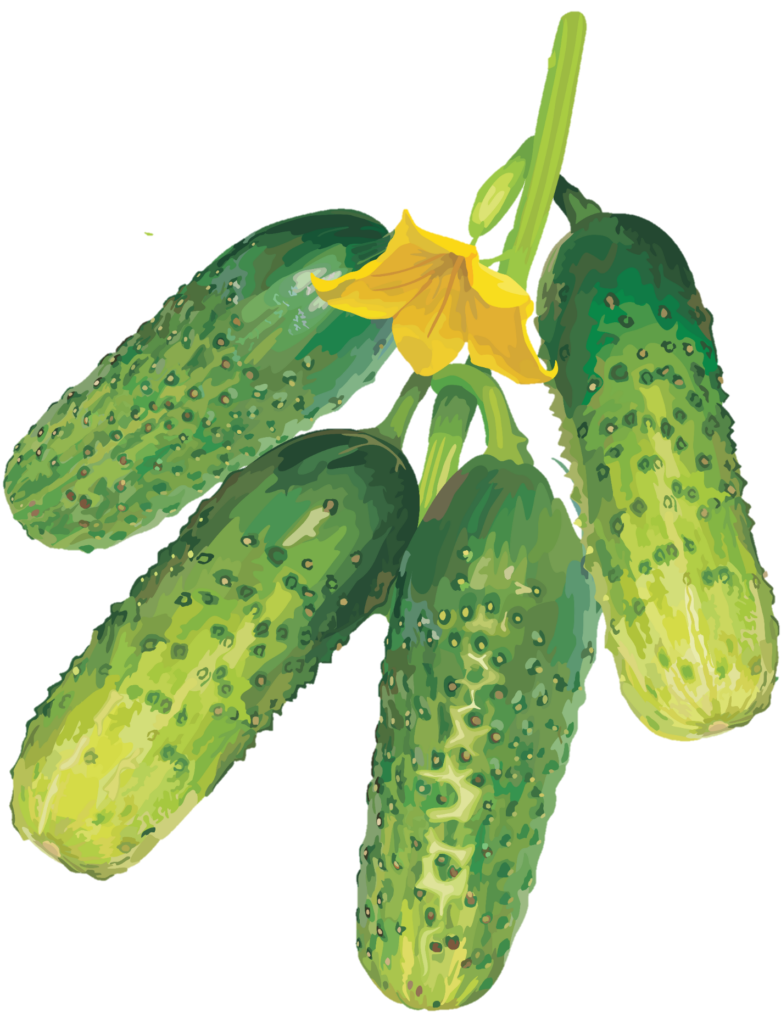Cucumber clipart Png