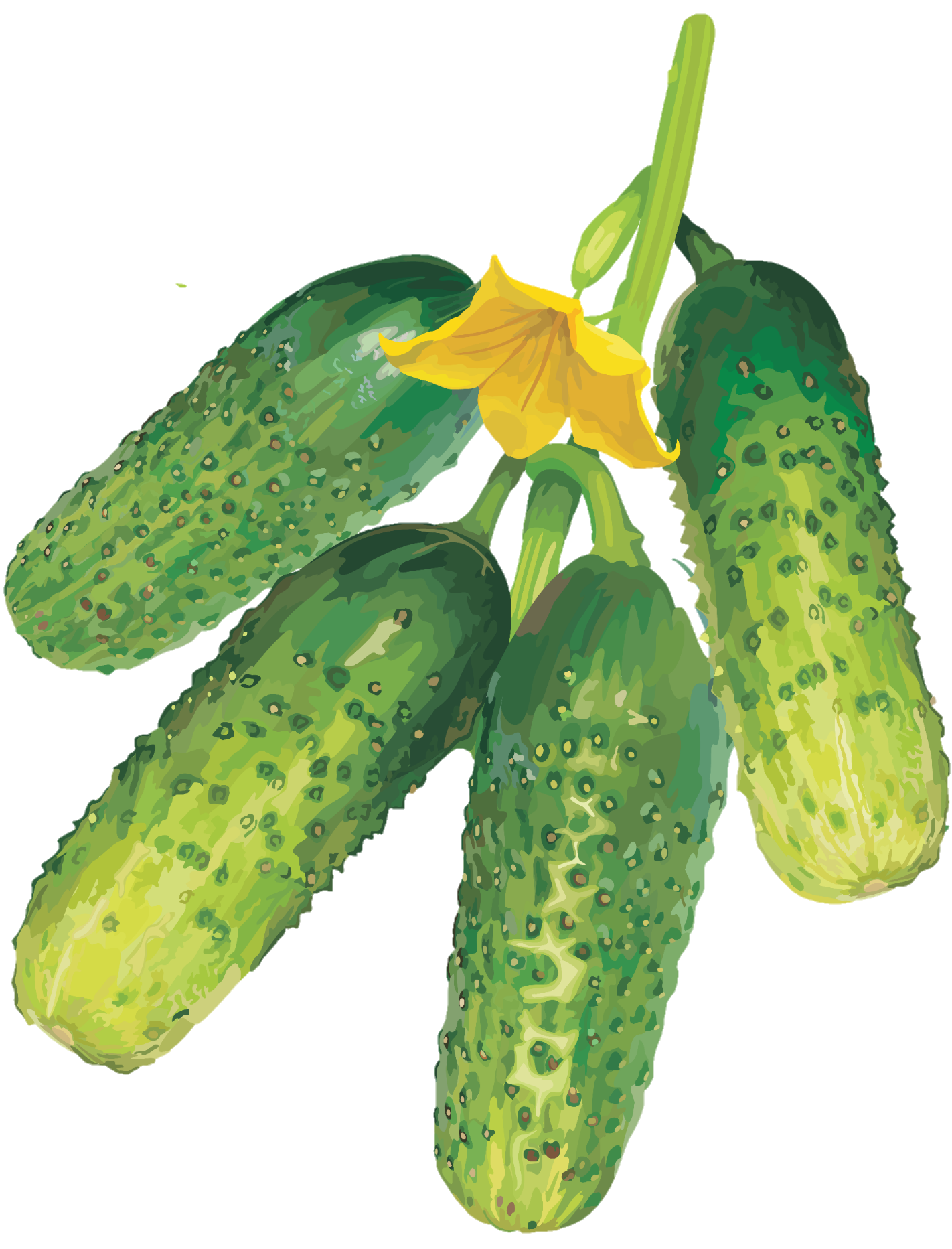 Cucumber-14