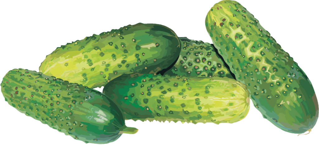 Cucumber Clipart png 