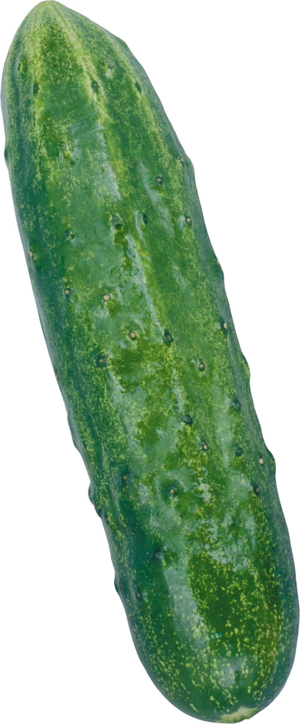 Cucumber-20-1
