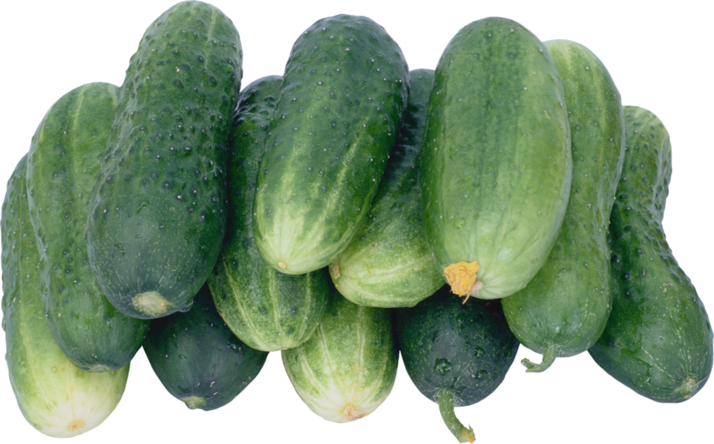 Desi Cucumbers background Png
