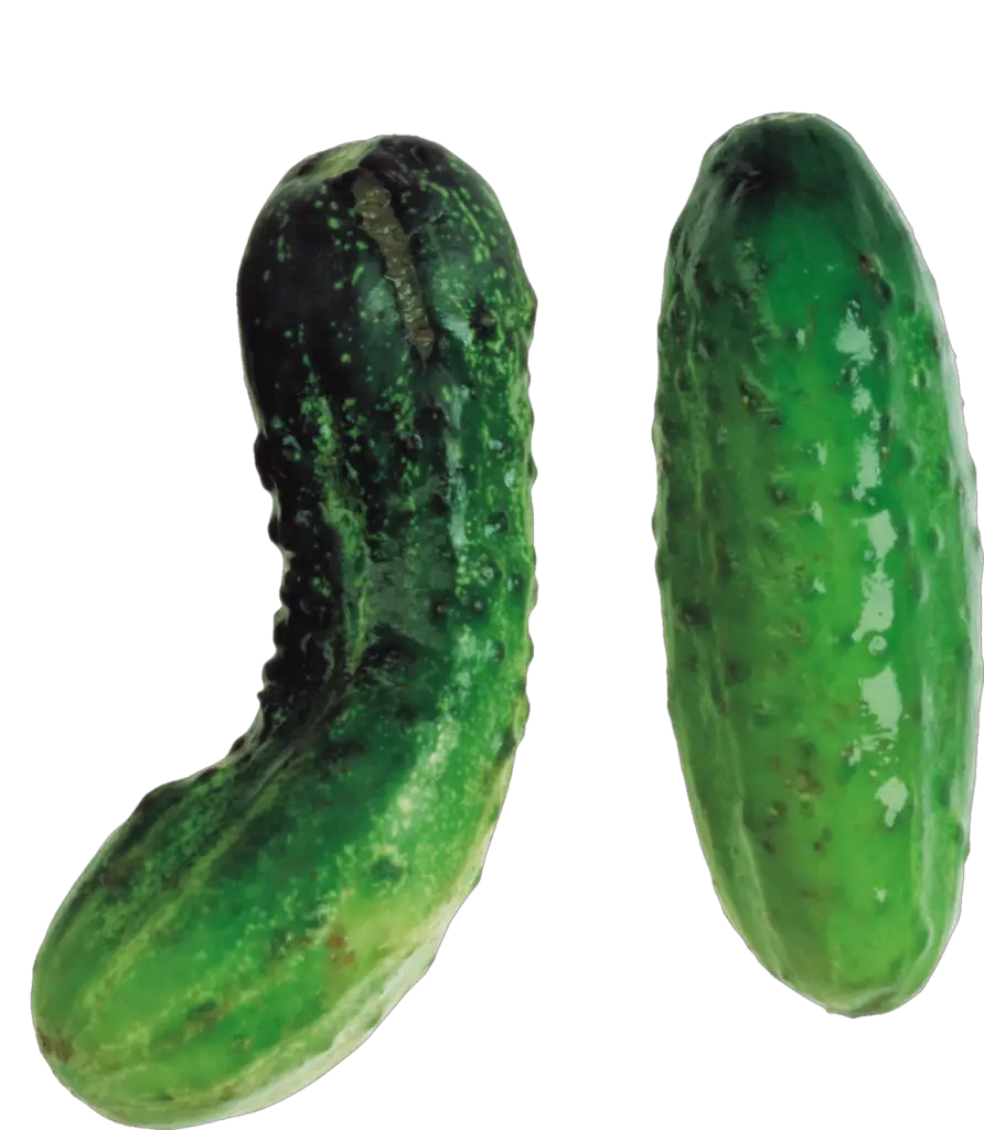 Transparent Cucumber Png