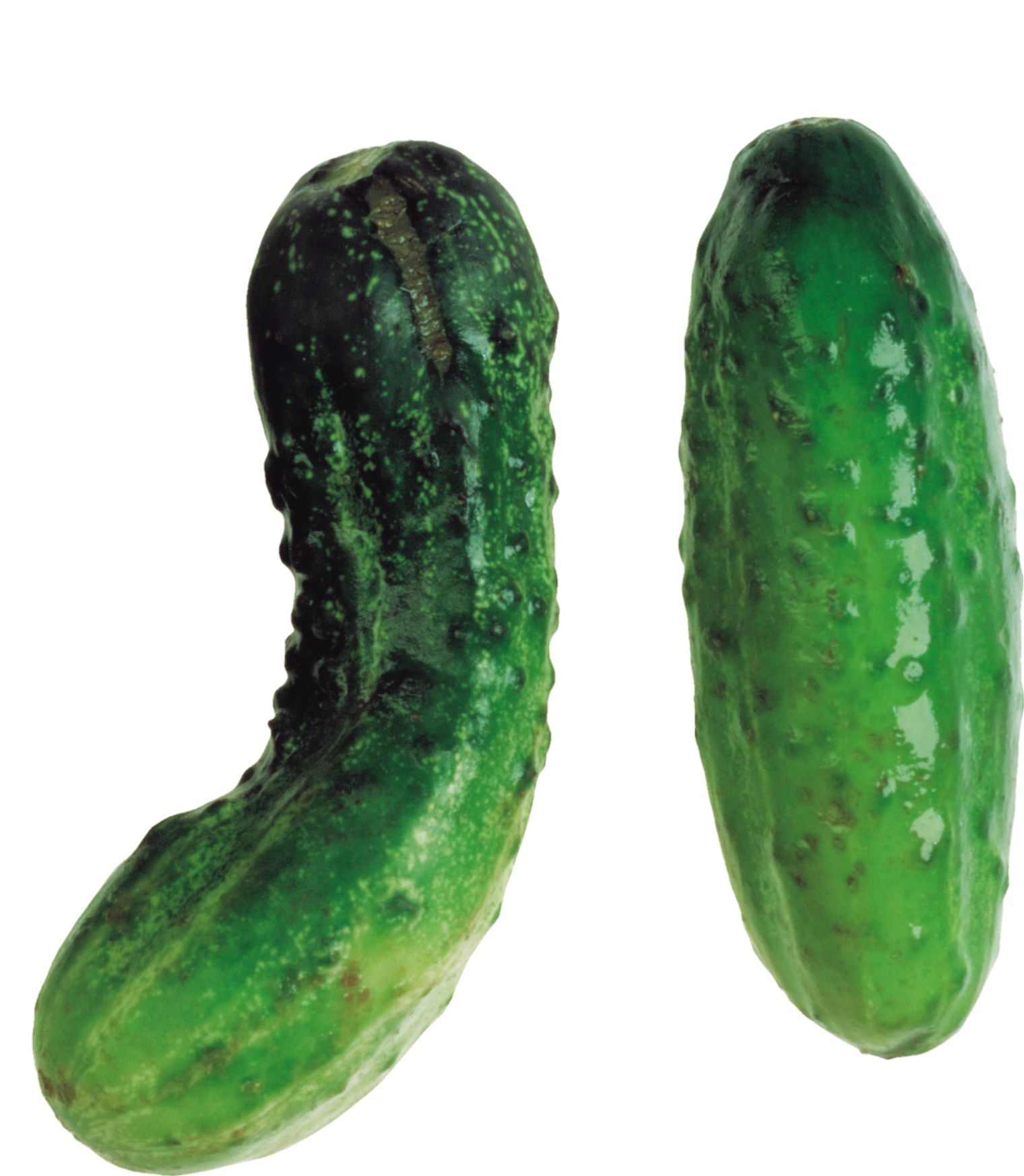 Cucumber-29