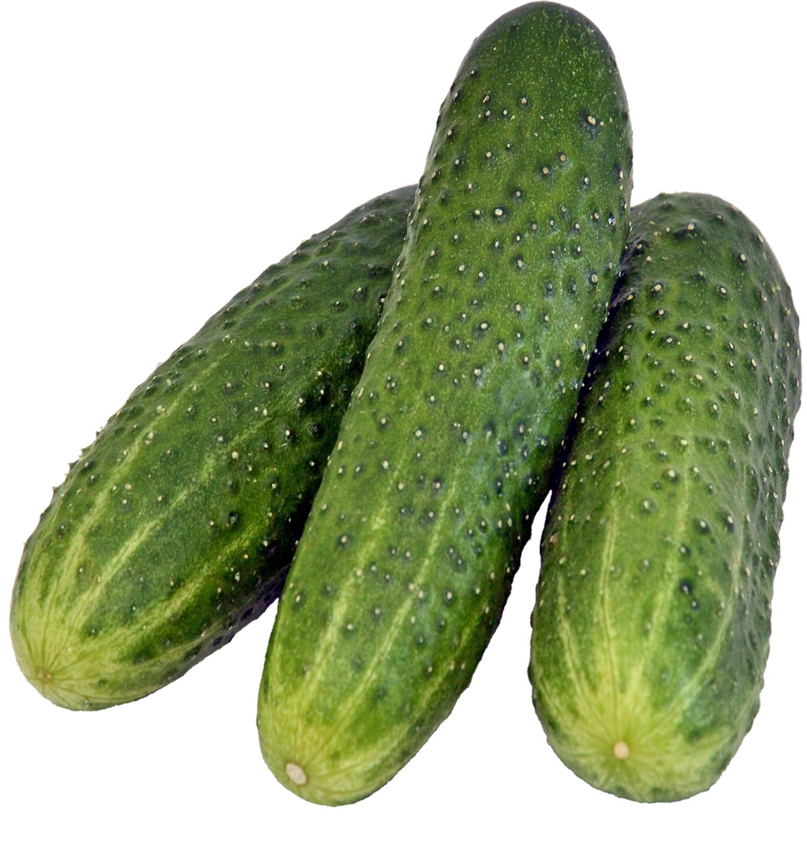 Cucumber-5