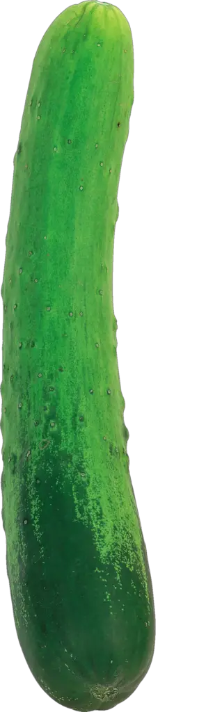 Single Cucumber Png