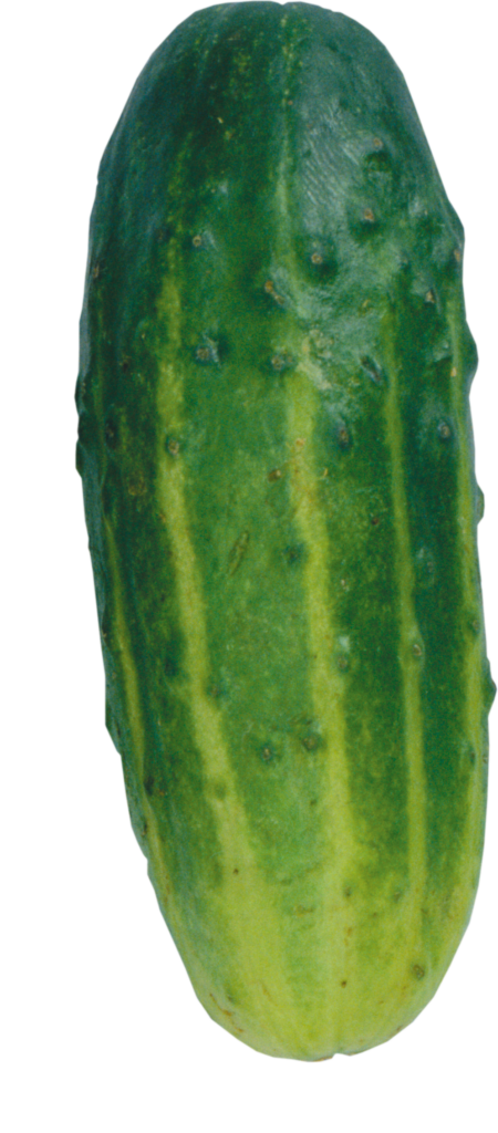 Single Cucumber Png