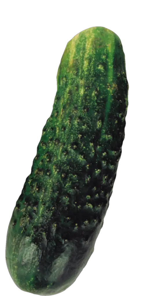 Single Cucumber Png