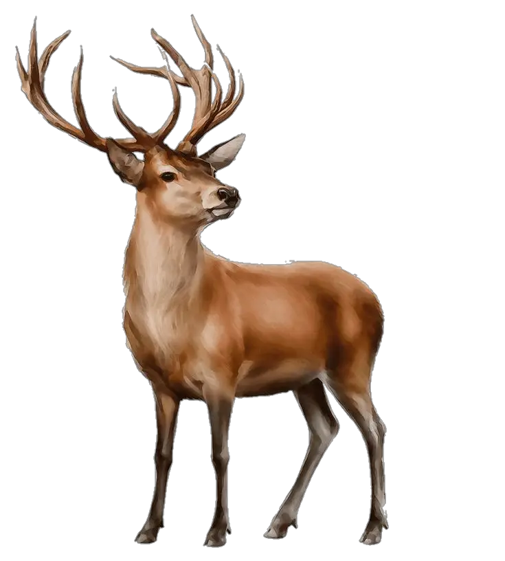 Deer Art png 
