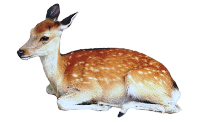 Baby Deer Png