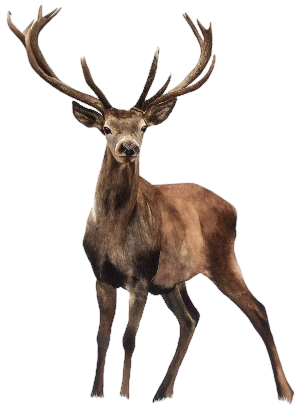 Deer Png Image