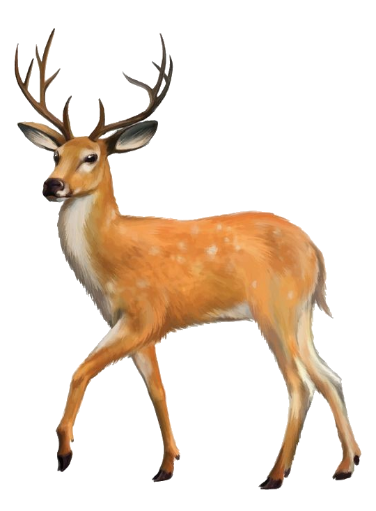 Deer-14