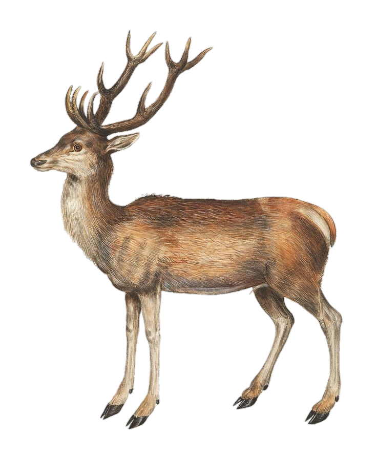 Deer Art Png