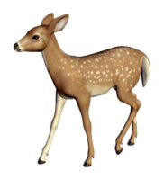 Deer PNG Transparent Images Free Download - Pngfre