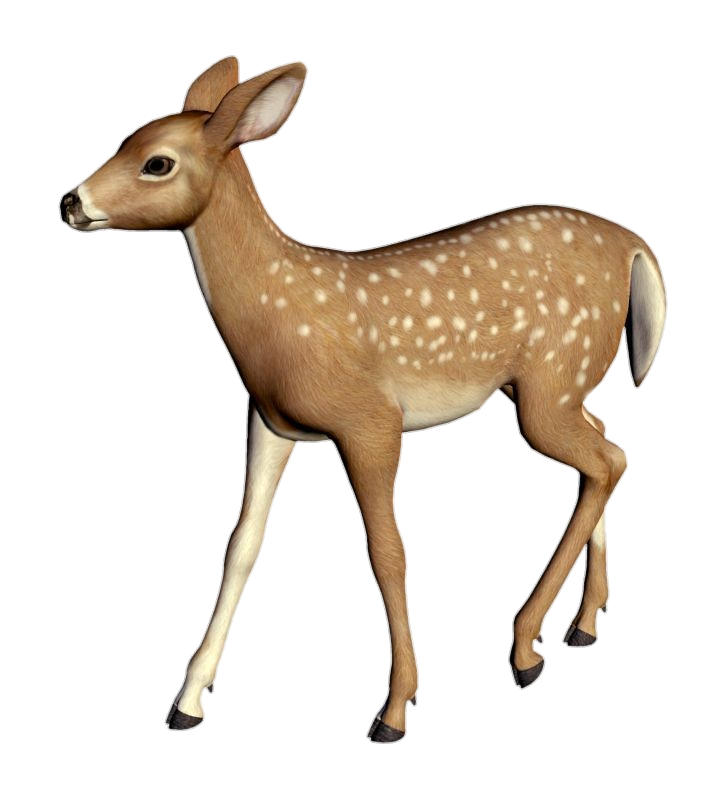 Animated Fawn Deer Png
