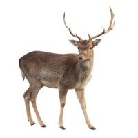 deer png image