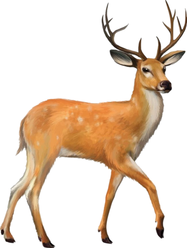 Watercolor Deer Png 