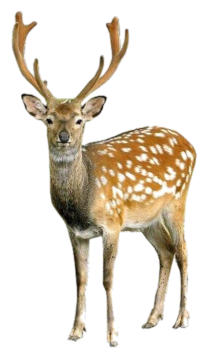 fawn Deer Png