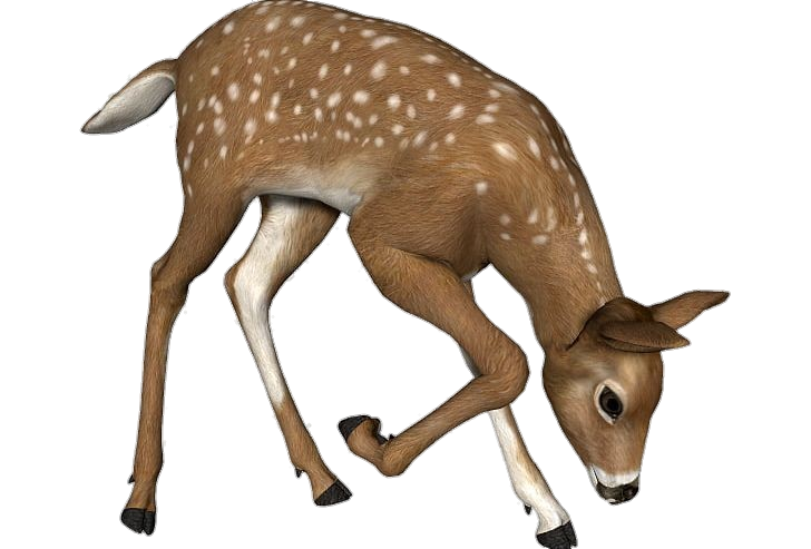 Deer-8