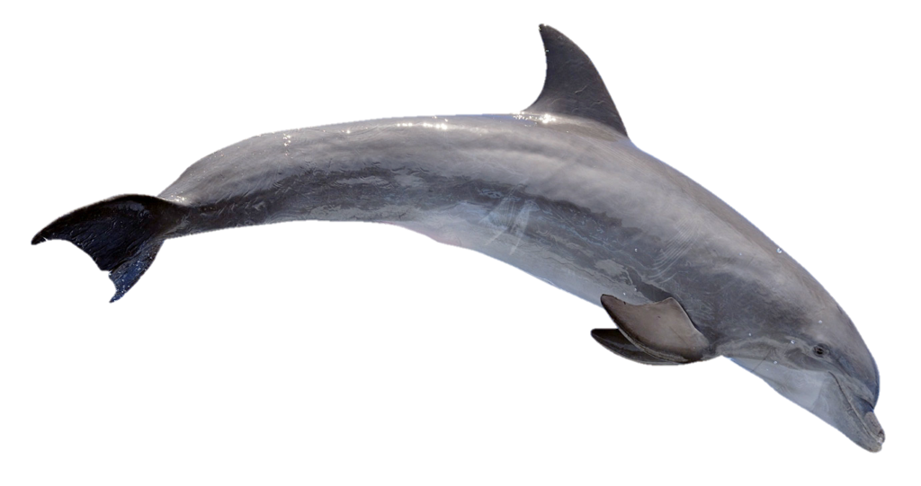 Underwater Dolphin Png