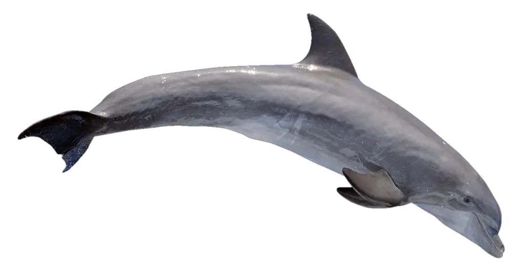 Underwater Dolphin Png