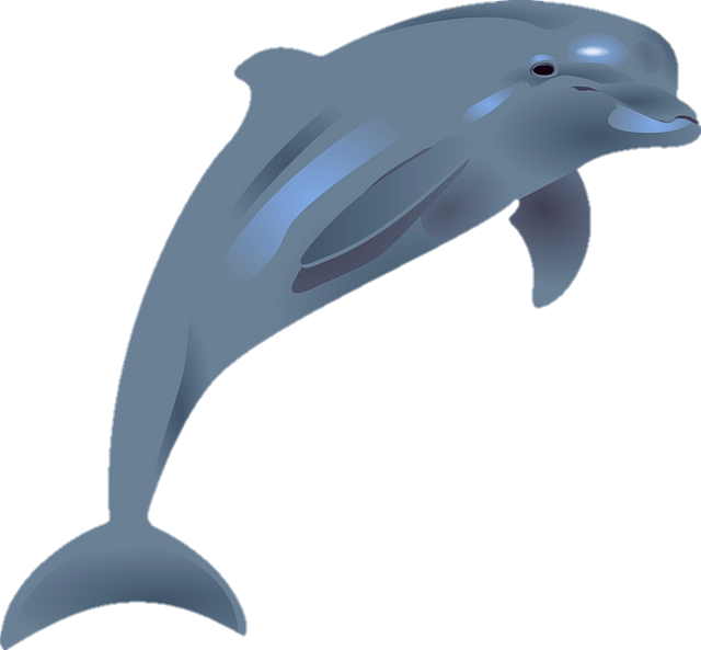 Jumping Dolphin Png