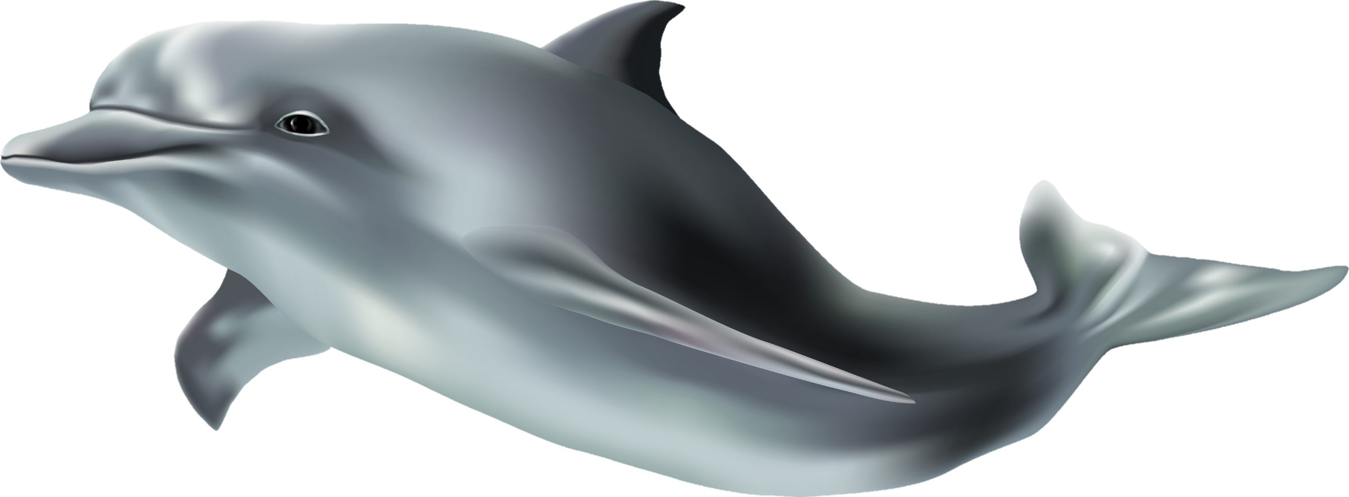 Dolphin-17