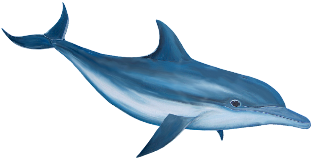 Dolphin-24
