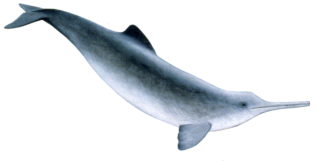 Aesthetic Dolphin Png