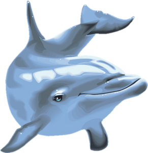 Dolphin PNG Transparent Images Free Download - Pngfre