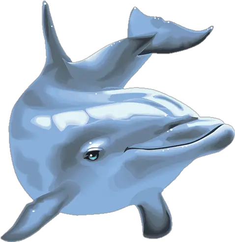 Dolphin-6-1