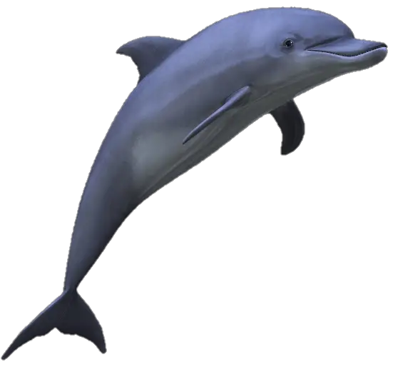 Dolphin-7-1