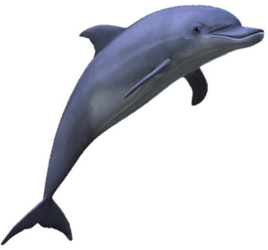 Dolphin-7