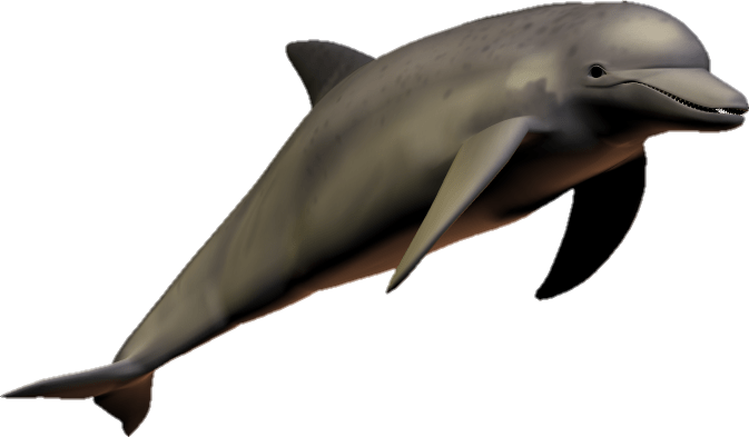 Transparent Dolphin Png