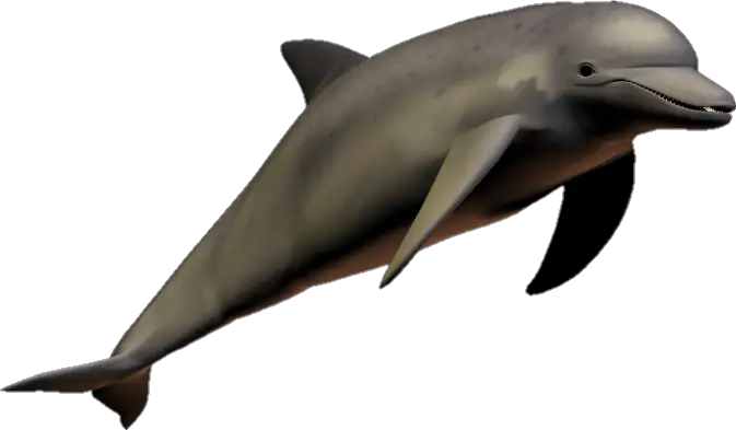 Transparent Dolphin Png