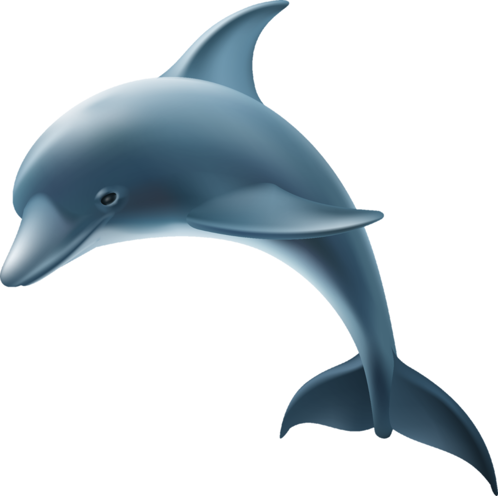 Animated Dolphin Png