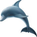 Dolphin png Image