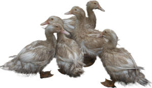 Duck Babies Png