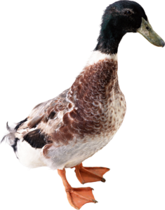 Mallard Duck Png