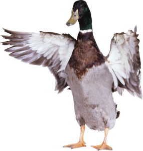 Mallard Duck Png